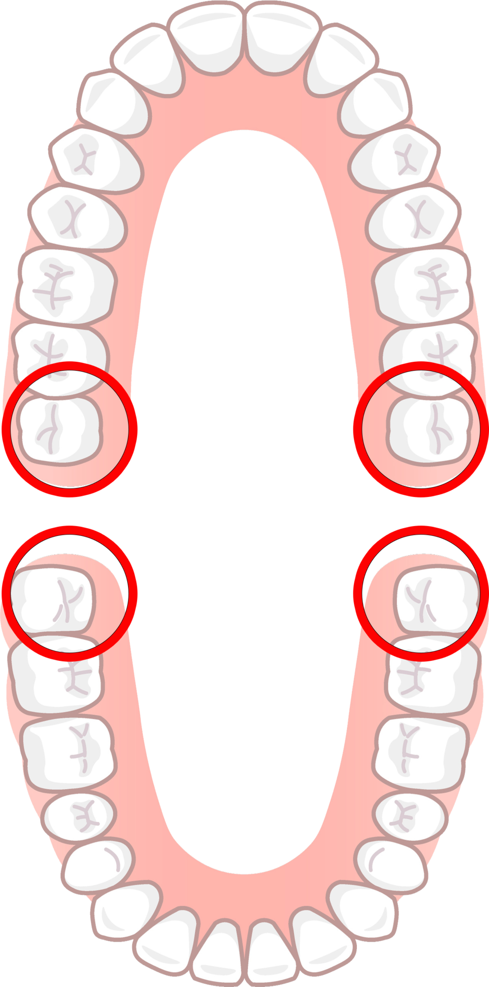 歯の画像